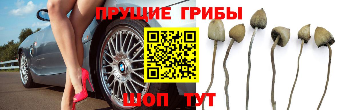 Псилоцибиновые грибы мухоморы  Вход с VPN  Городец  Галлюциногенные грибы Psilocybe 